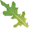 Green Oak Leaf