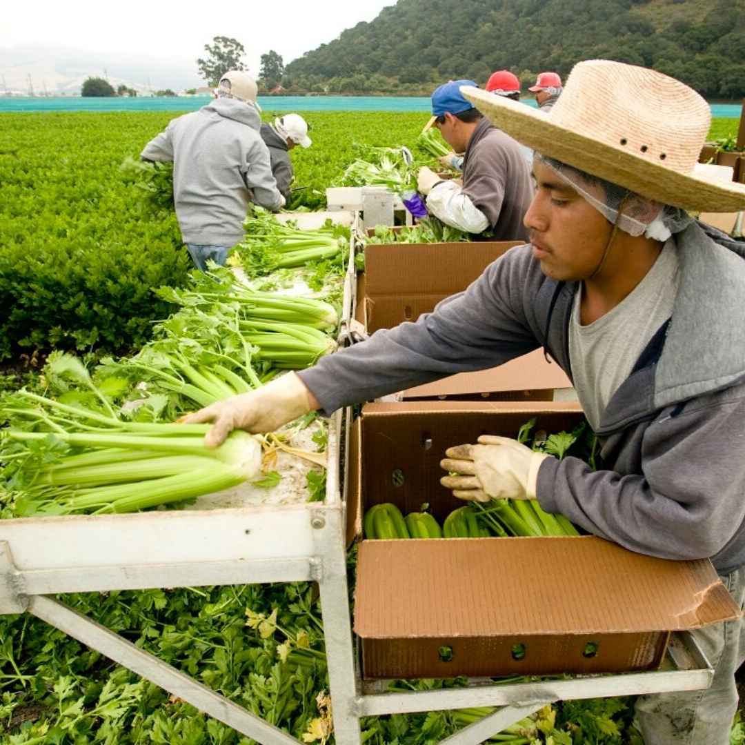 It’s a Celery Celebration!